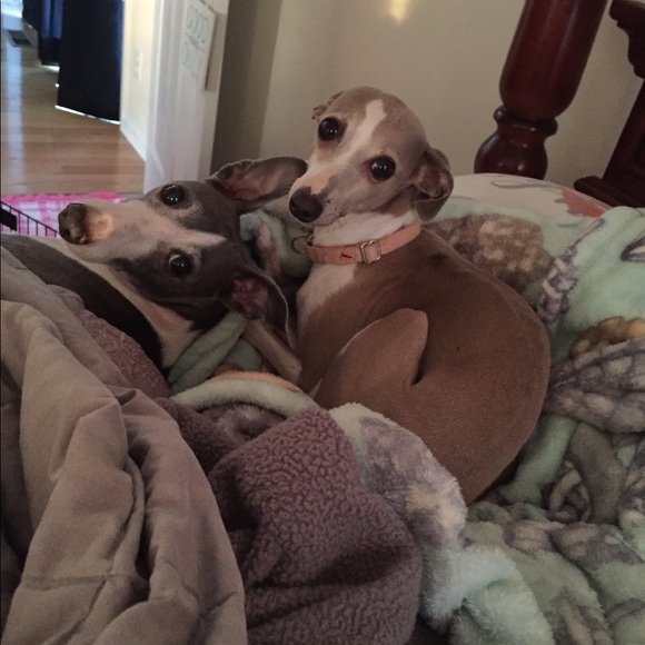 Meet me and my and my 2 iggies!💕 - Picture 2 of 4